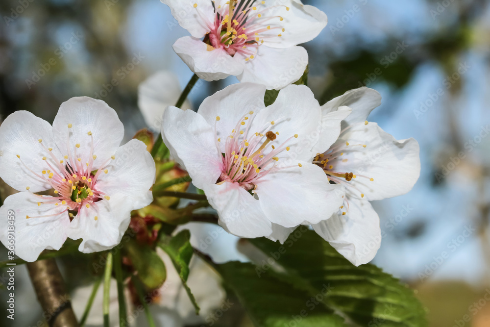 Kirschblüten im Frühling Kirschblüten im Frühling