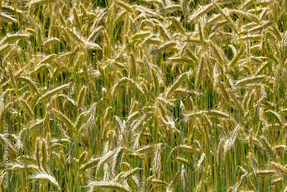 Obraz premium Fields of cereals close-up, Natural cereal background