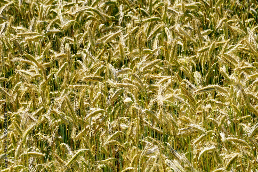 Fields of cereals close-up, Natural cereal background Fields of cereals close-up, Natural cereal background