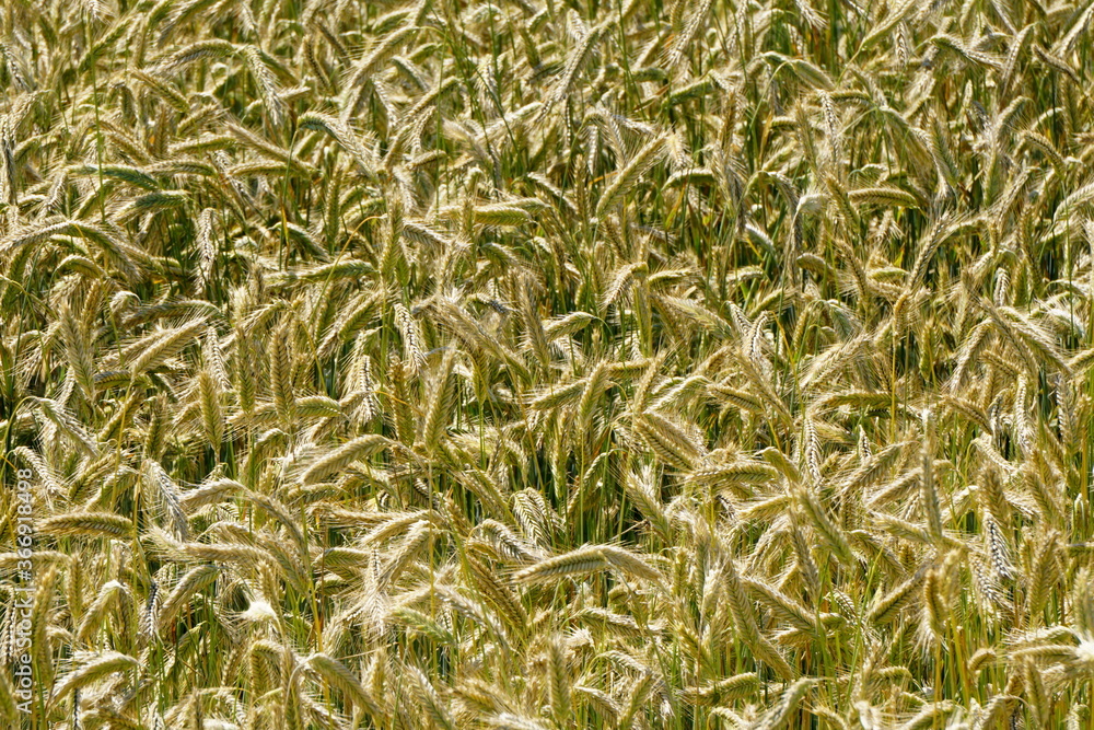 Fields of cereals close-up, Natural cereal background Fields of cereals close-up, Natural cereal background