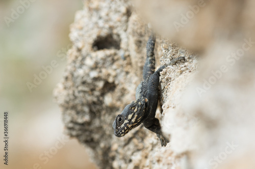 Black agama lizard with yellow spots