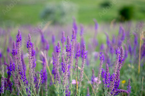 Sage flowers field at sunset