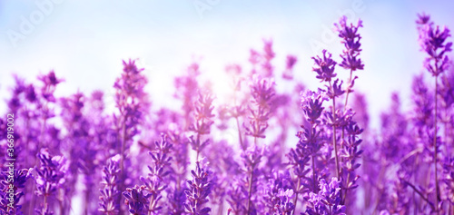 Beautiful lavender field under blue sky, closeup. Banner design