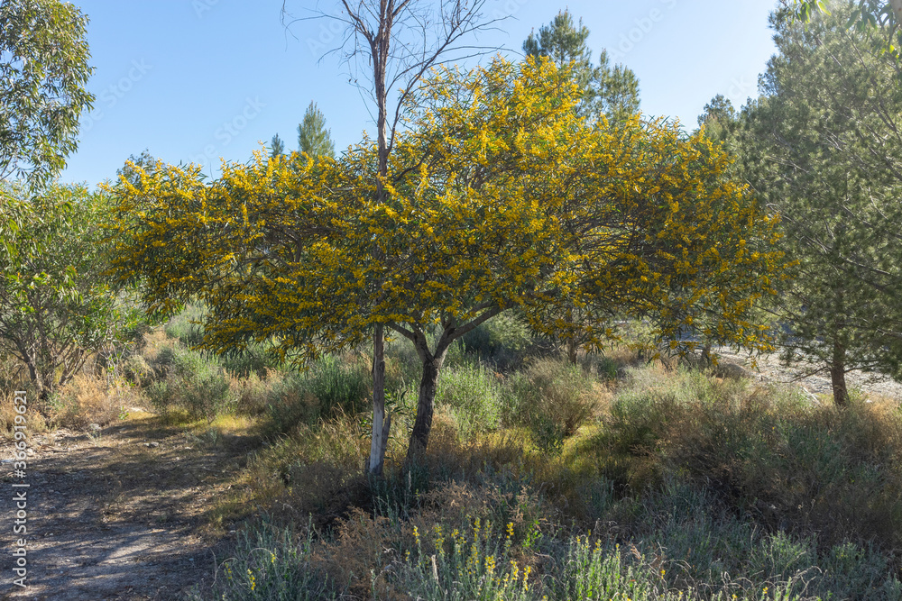 tree with yellow flowers in the field tree with yellow flowers in the field