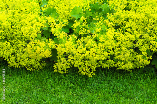 Obraz na płótnie Yellow flowers Alchemilla mollis on green lawn