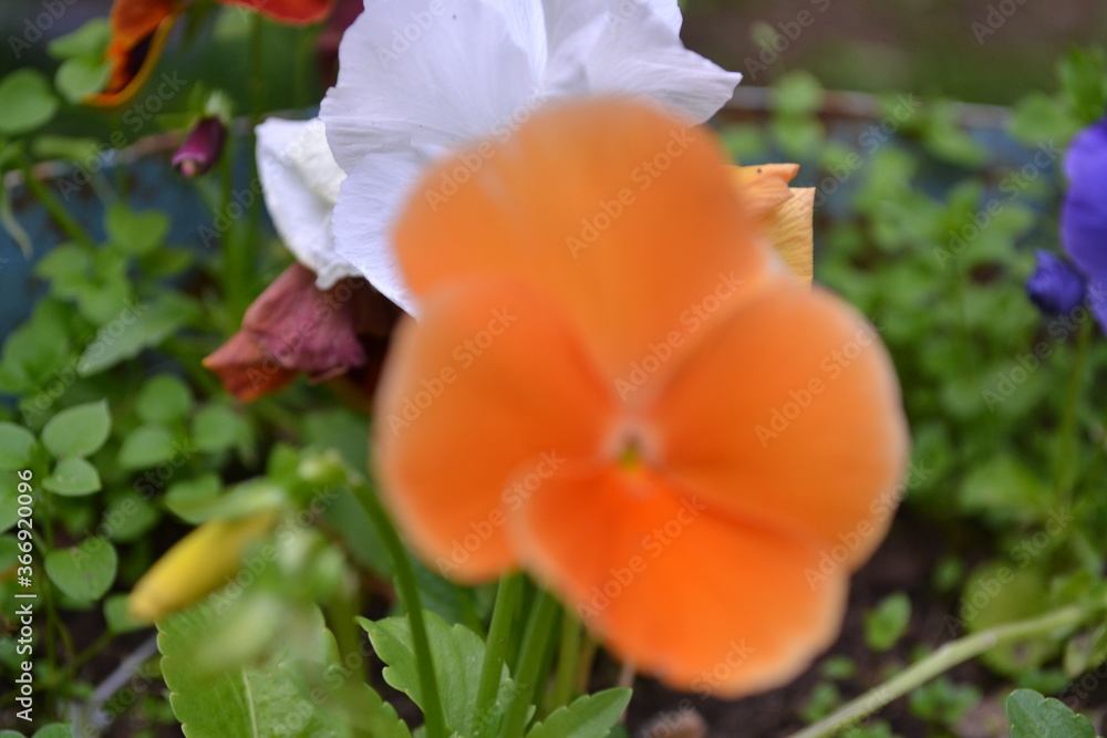 orange and yellow flowers