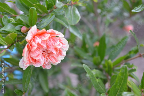 pink and red flower