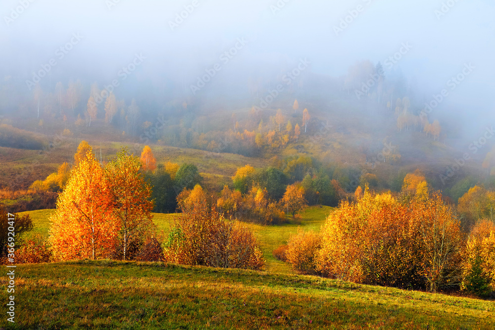 Naklejka premium Amazing autumn landscape. Thick fog covered the valley, forest. Birch with orange leaves and golden grass. Location place Carpathian national park, Ukraine, Europe.