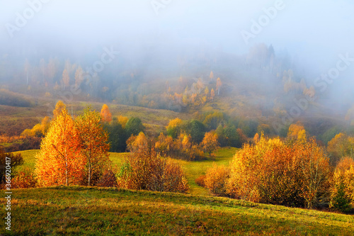 Amazing autumn landscape. Thick fog covered the valley  forest. Birch with orange leaves and golden grass. Location place Carpathian national park  Ukraine  Europe.