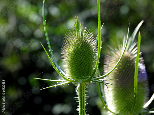 a green plant called szczecin growing on wastelands in the valley of the river called Biała in the city of Białystok in Podlasie in Poland