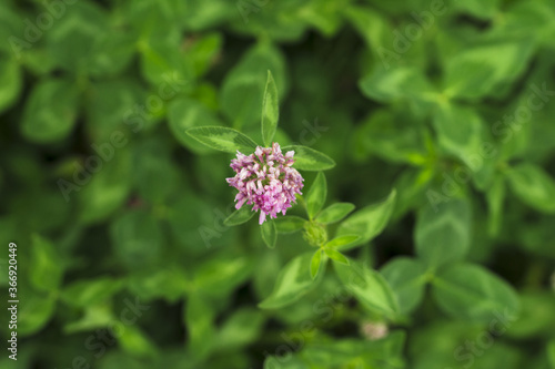 Clover bloom with green background. Top view