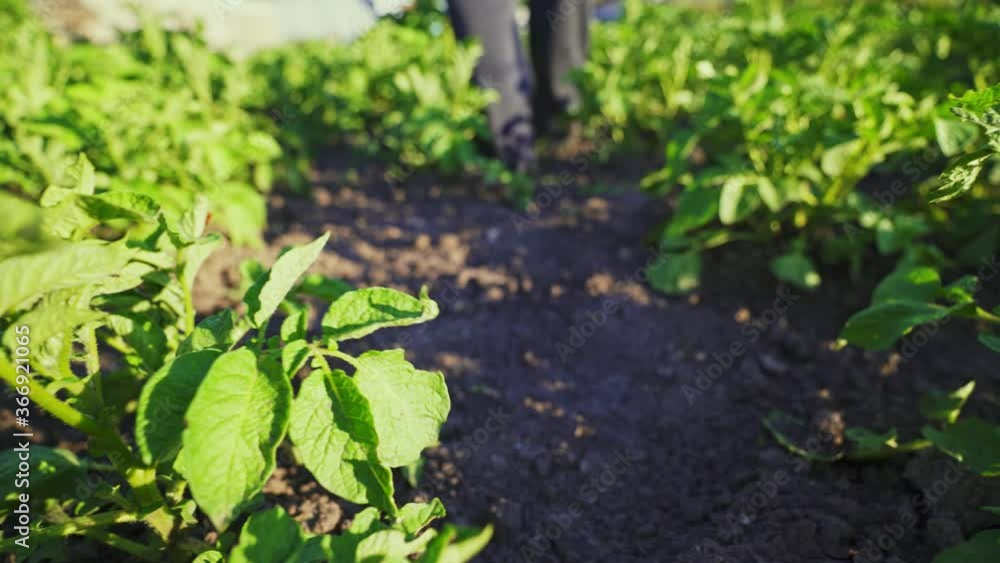 A farmer walks through the growing potato plantation. Juicy green vegetables grow in the farm garden. Family business for the production of organic products. Agriculture. A farmer walks through the growing potato plantation. Juicy green vegetables grow in the farm garden. Family business for the production of organic products. Agriculture.