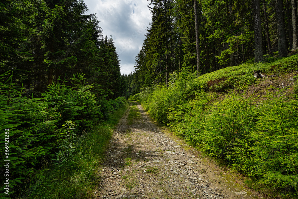 Fototapeta premium Forststrasse im Wald