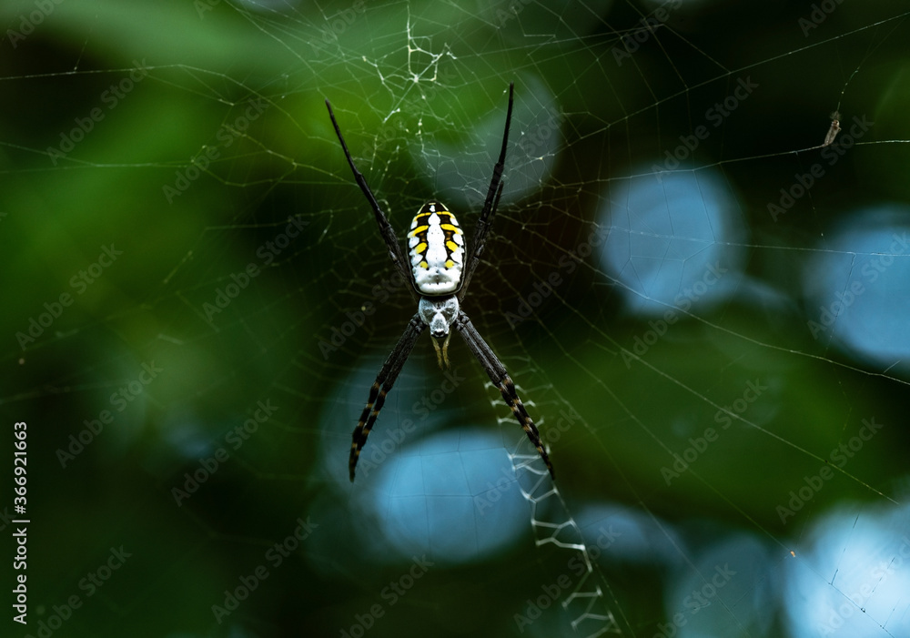 spider on a web spider on a web
