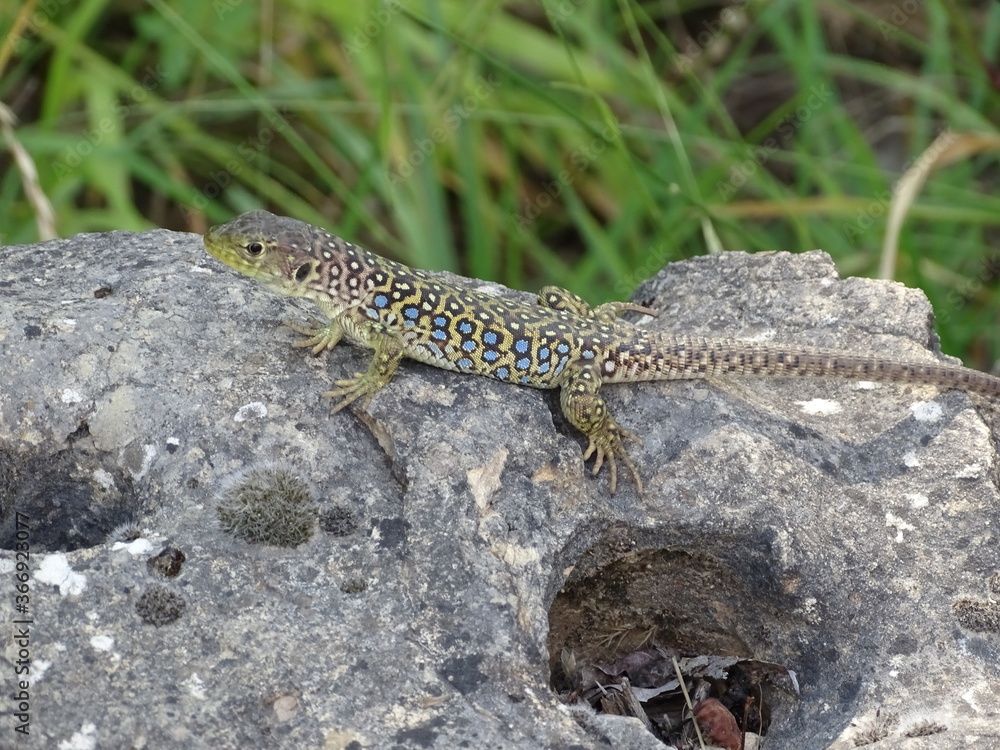Fototapeta premium lagartija, naturaleza, salvaje, animal, roca, reptil
