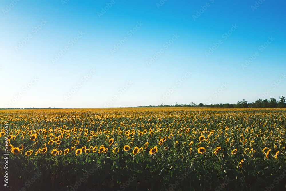 Blooming yellow sunflowers field. Summer background