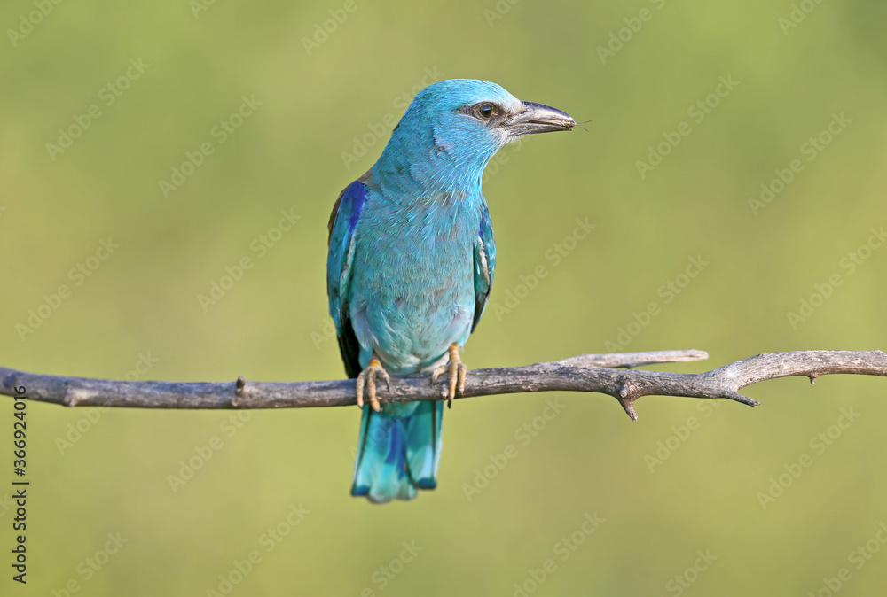 Obraz premium European roller (Coracias garrulus) photographed in close-up with a lizard and a large black beetle in its beak.