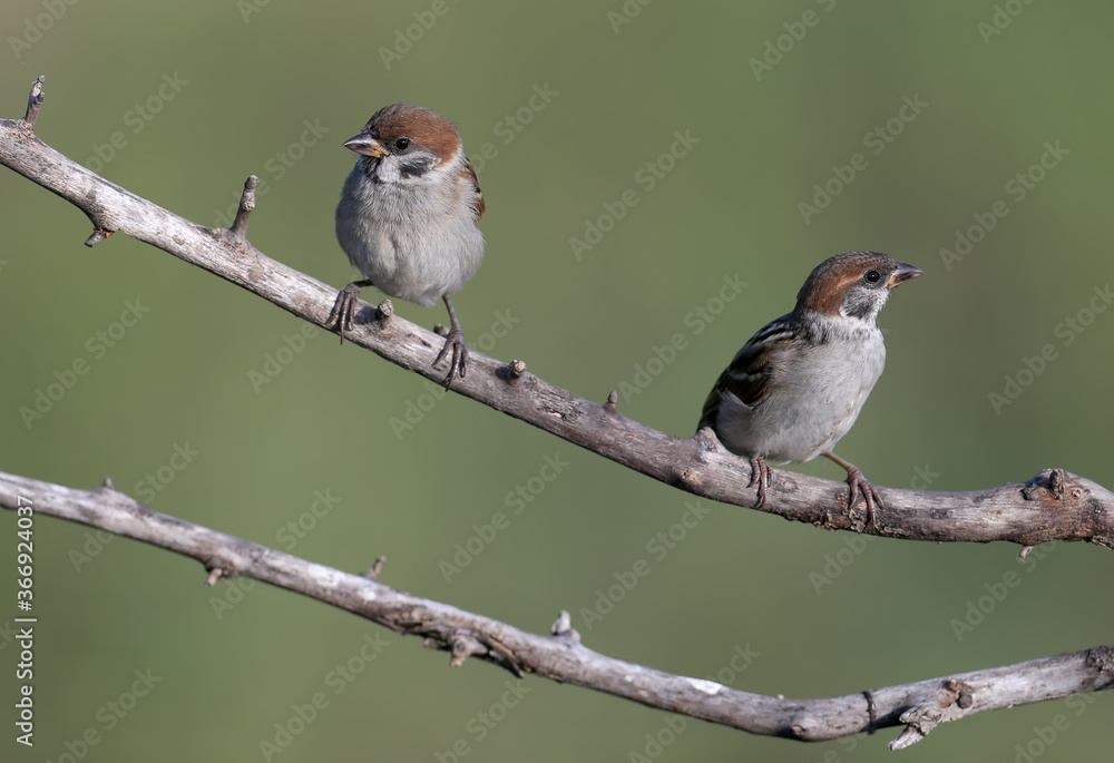 Young The Eurasian tree sparrow (Passer montanus) photographed close-up on a branch in the soft morning light. Young The Eurasian tree sparrow (Passer montanus) photographed close-up on a branch in the soft morning light.