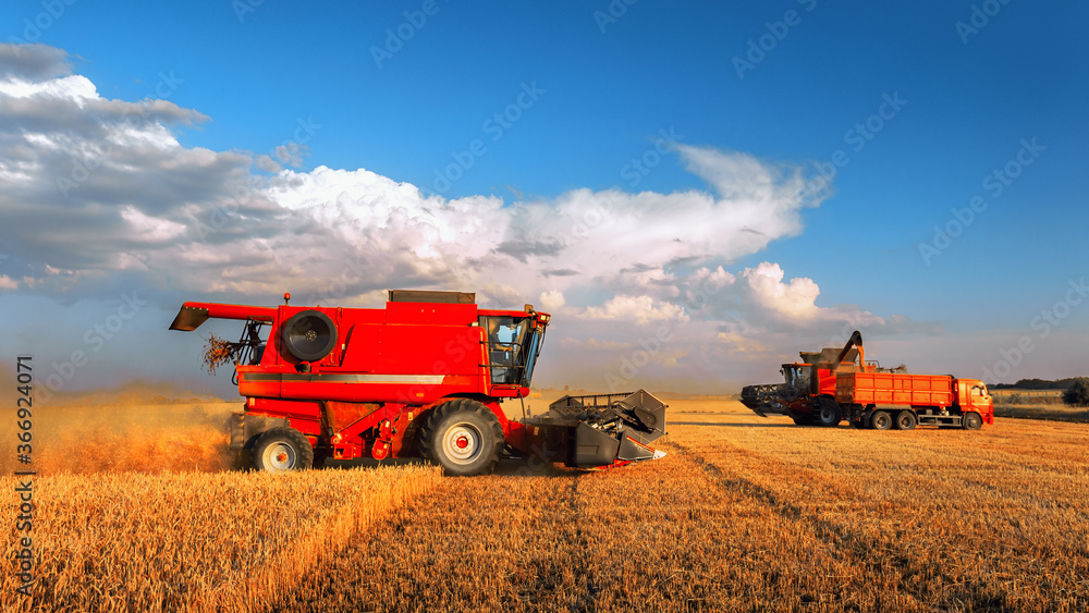 Obraz premium Harvesting grain in the field. Combine harvester and grain carrier.