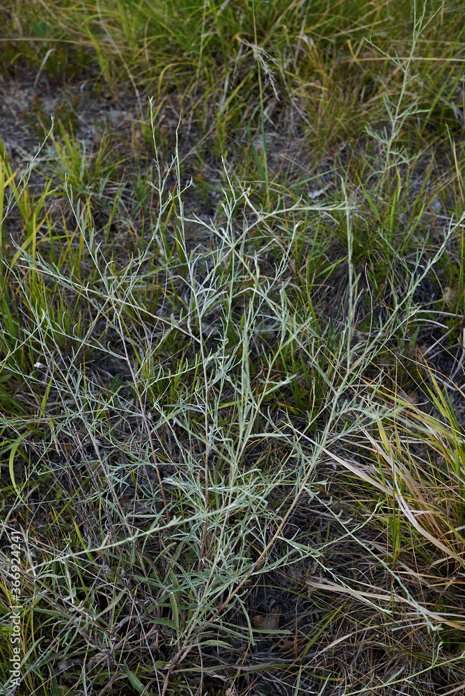 Centaurea bracteata Centaurea bracteata