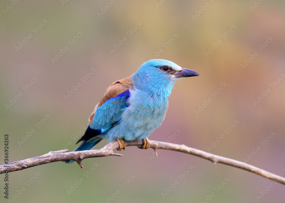 European roller photographed in very close-up sitting on a branch on a blurry beautiful background. A close-up photo with fine details of the plumage is clearly visible. Exotic photo of an exotic bird