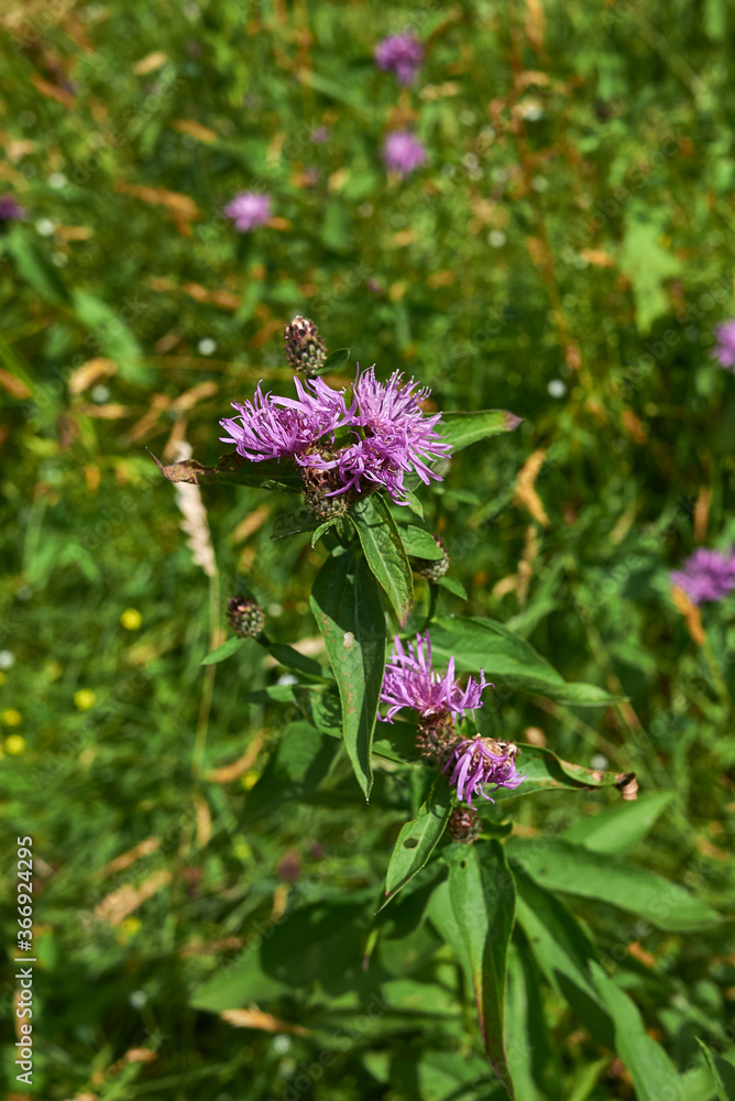 Fototapeta premium Centaurea jacea