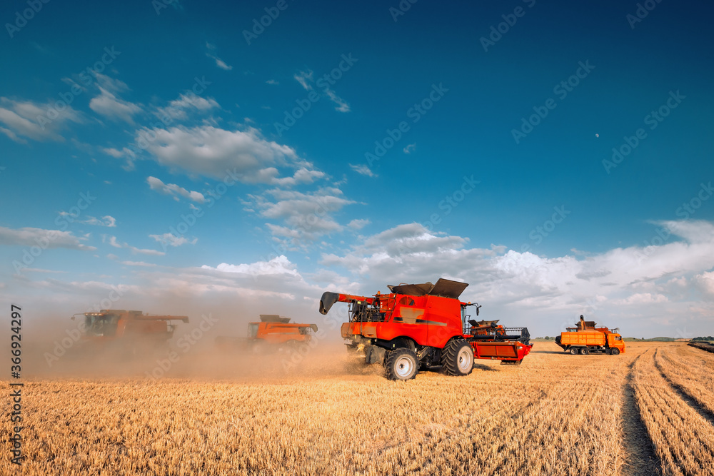 Fototapeta premium Harvesting grain in the field. Combine harvester and grain carrier.