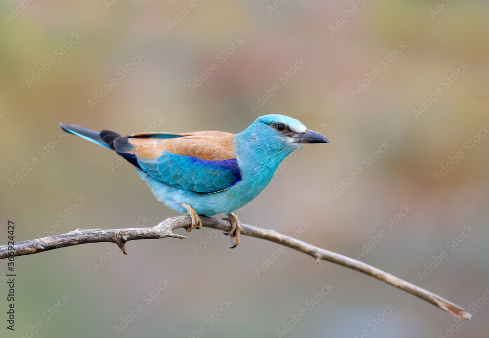 European roller photographed in very close-up sitting on a branch on a blurry beautiful background. A close-up photo with fine details of the plumage is clearly visible. Exotic photo of an exotic bird