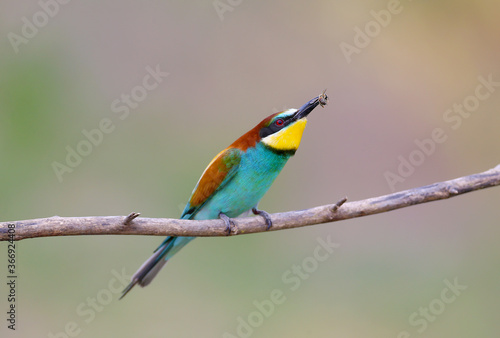Bee-eater filmed on branches on a beautiful blurred background. Close-up and detailed photos.