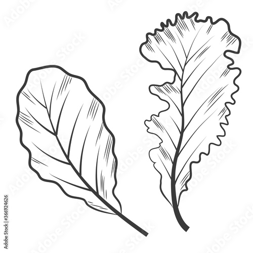 Sketch engraving style of lettuce isolated on a white, hand drawn illustration. Leaf vegetable and salad vector sketch . Mix of salad leaves.