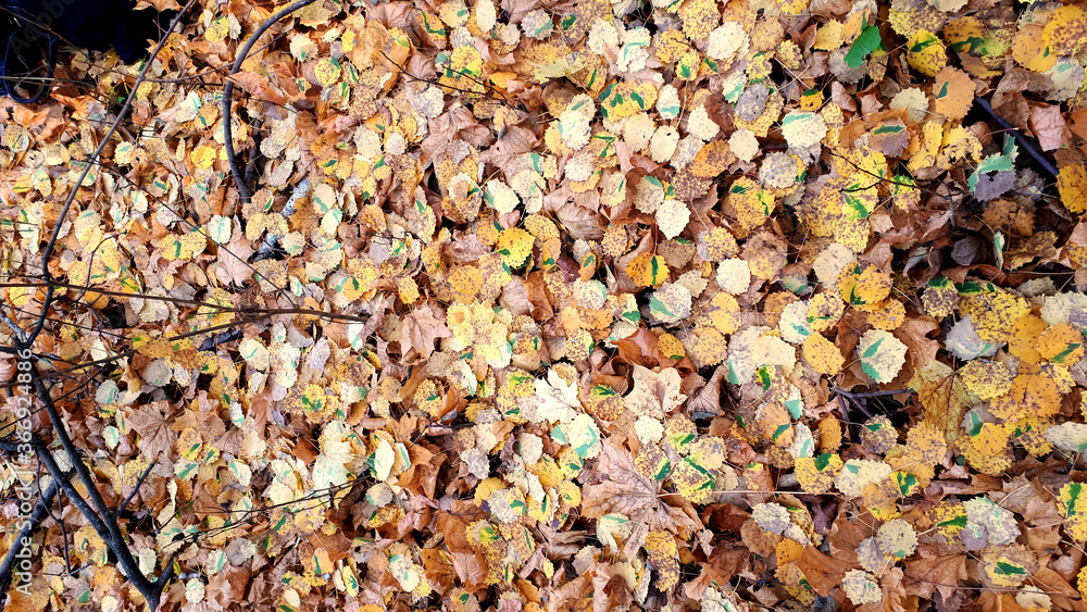 Autumn foliage pattern Autumn foliage pattern