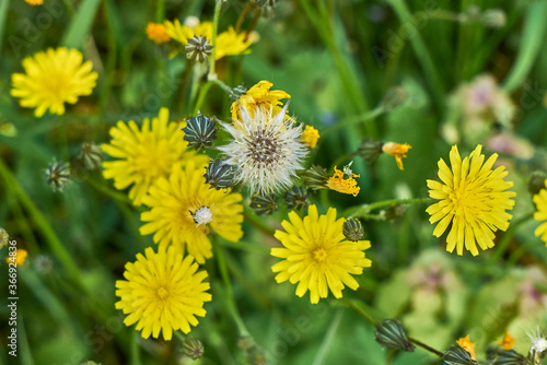 Crepis sancta photo