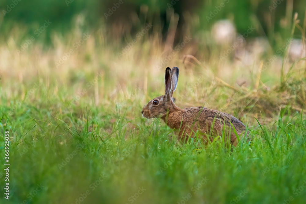 Fototapeta premium European hare sitting on a meadow