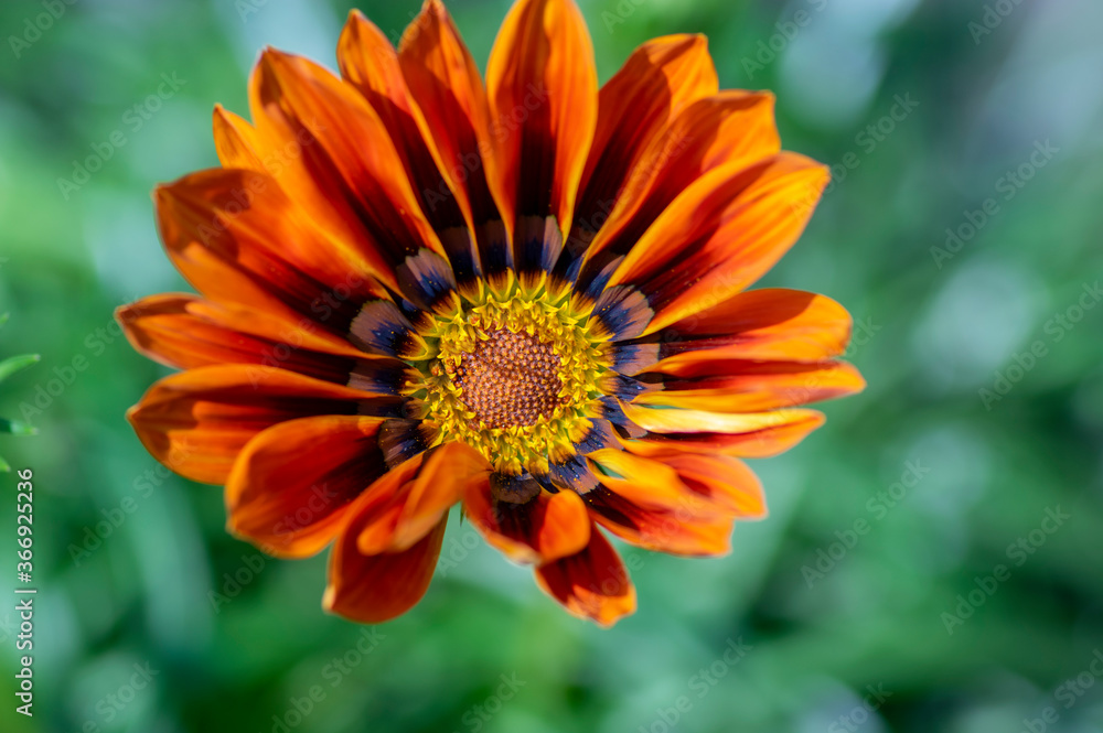 Gazania rigens splendens flowering plant, treasure flower talent mix cultivated flowers in bloom, daybreak bronze color Gazania rigens splendens flowering plant, treasure flower talent mix cultivated flowers in bloom, daybreak bronze color