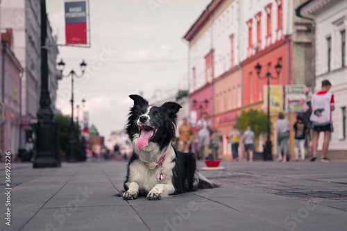 A black and white dog showing tricks on a street 