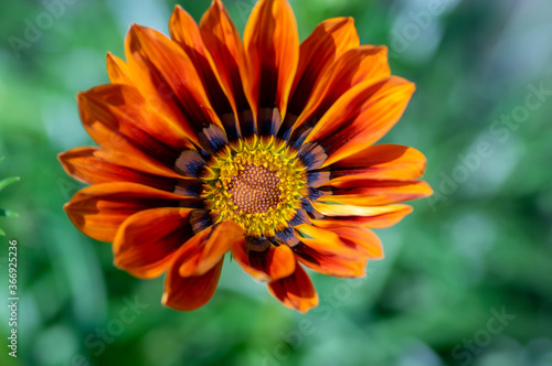 Gazania rigens splendens flowering plant, treasure flower talent mix cultivated flowers in bloom, daybreak bronze color