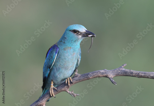 European roller (Coracias garrulus) photographed in close-up with a lizard and a large black beetle in its beak. © VOLODYMYR KUCHERENKO