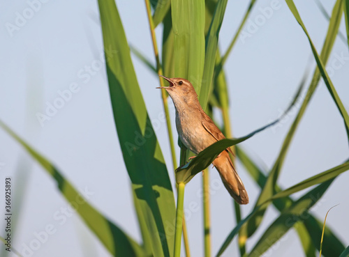 A lone Savi's warbler (Locustella luscinioides) is photographed close-up singing in the soft morning light. photo