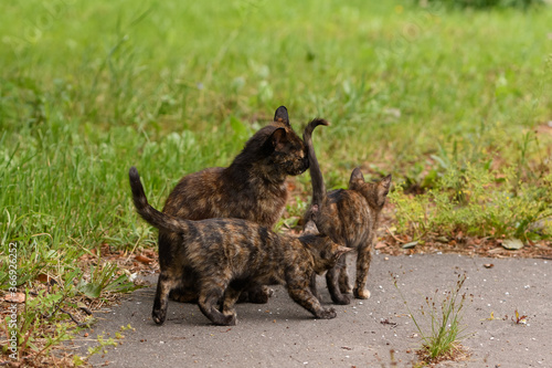 Wallpaper Mural A stray dark cat with small kittens sits on the street against the background of green grass and bushes and asphalt Torontodigital.ca