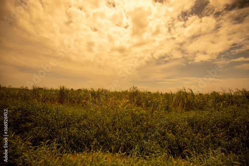 wheat field at sunset