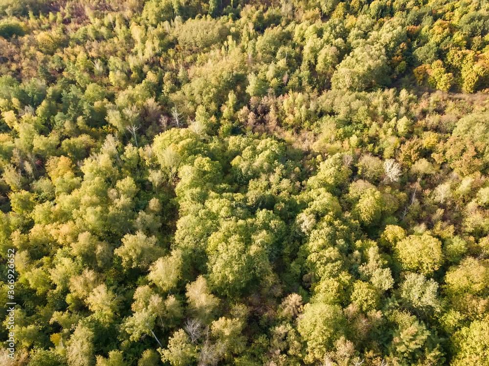 Beautiful bird s eye view drone landscape image during Autumn Fall of vibrant forest woodland. Autumn forest at sunrise, view from above Beautiful bird s eye view drone landscape image during Autumn Fall of vibrant forest woodland. Autumn forest at sunrise, view from above