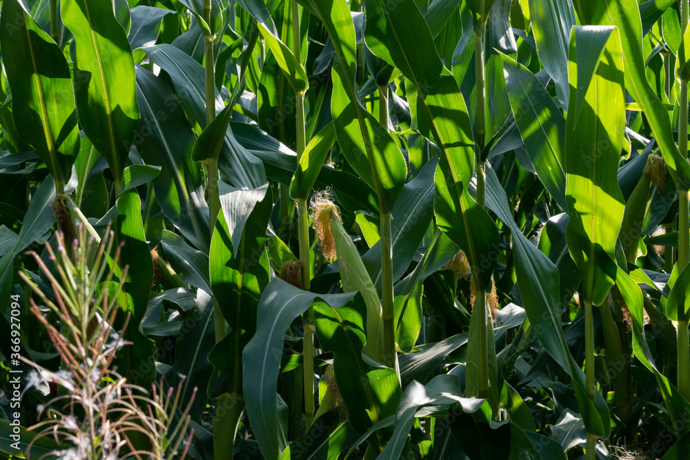 Agricultural green cornfield in summer Agricultural green cornfield in summer