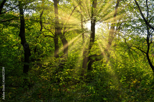 Bright Sun Beams Shining Through Trees. Magestic autumn sunset.