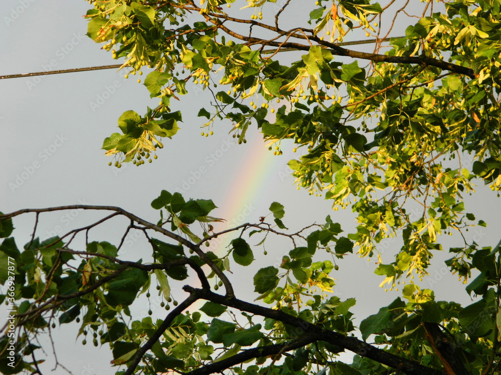 Fototapeta premium rainbow in the sky after rain