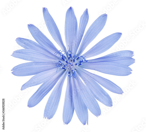Chicory flower isolated on white background with clipping path