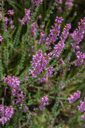 Wild bruyère of the landes France