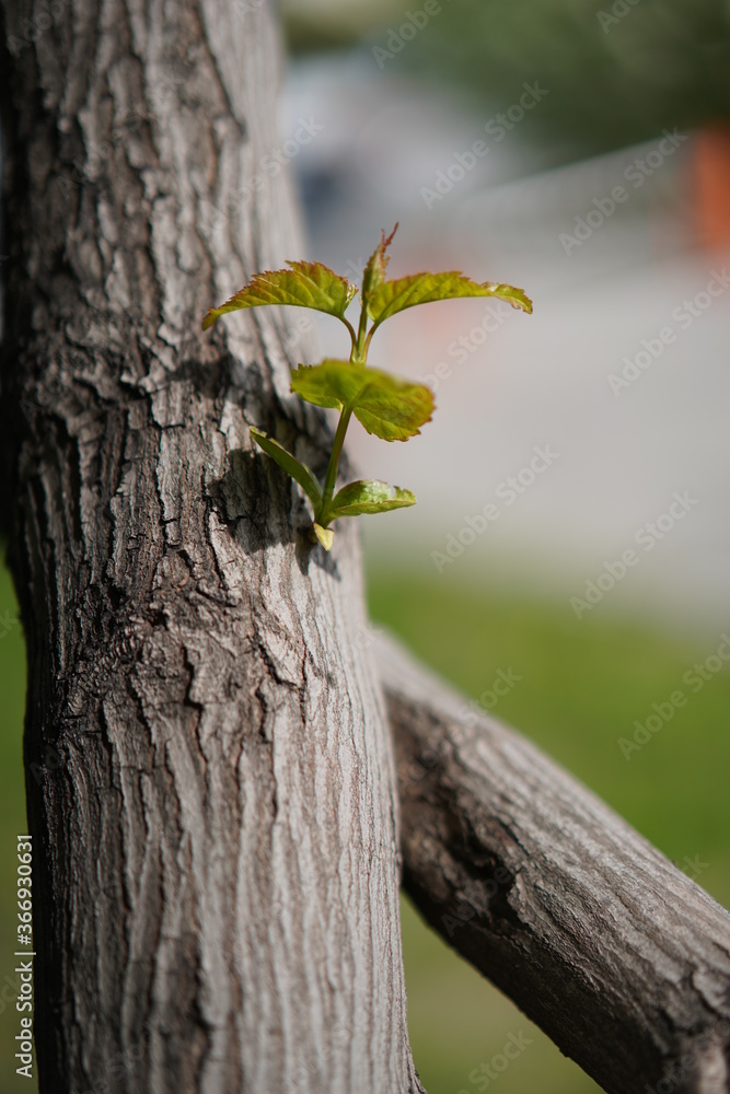 Fototapeta premium green tree trunk