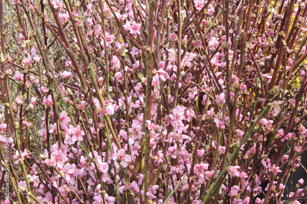 Pink cherry blossom branches close-up