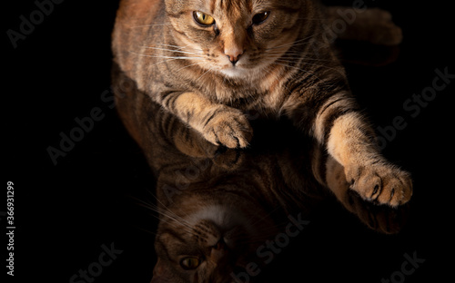 Ritratto di un gatto tigrato domestico riflesso su sfondo nero. Gatto con coda malformata. photo