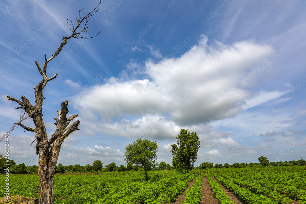 Row of growing green Cotton field in India. Row of growing green Cotton field in India.